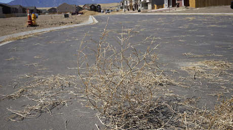 VIDEO: Filman un 'tornado' de plantas rodadoras en EE.UU.