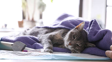 Reportan en Francia un primer caso de contagio de covid-19 en un gato