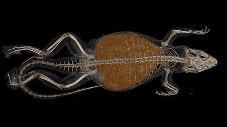 Una lagartija que vivía al lado de una pizzería es sacrificada porque su dieta le produjo el peor caso de estreñimiento animal jamás registrado