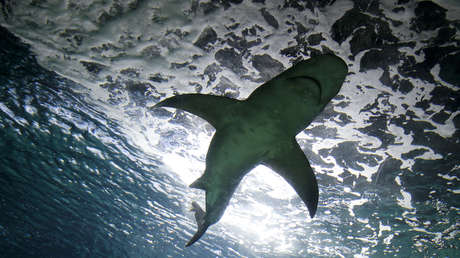 Indignación en Colombia: matan a un tiburón en vía de extinción y a sus cinco crías (FOTOS)