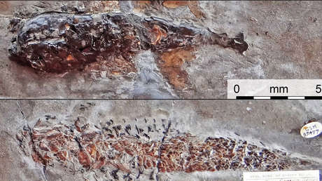 Un fósil de hace 200 millones de años muestra la batalla final entre un 'calamar' y su presa