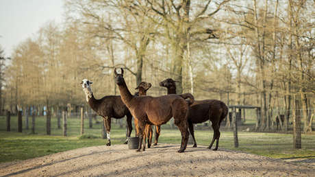 Las alpacas podrían ser clave para obtener anticuerpos eficaces contra el coronavirus