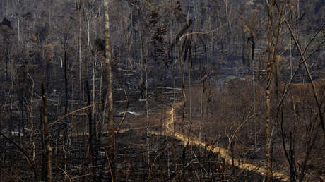 Las alertas por deforestación en la Amazonía brasileña aumentaron un 63,75 % en abril