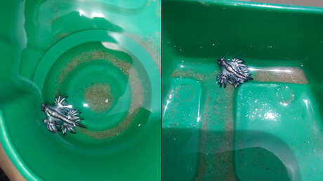 Encuentran una rara especie marina en un parque nacional de Texas