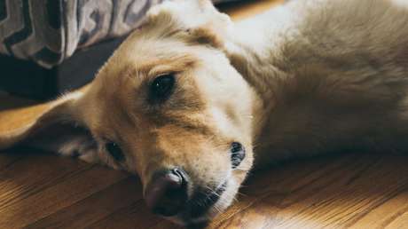 Una enfermera cuida a un perro guía durante semanas junto con su dueño ingresado en su hospital en medio del covid-19