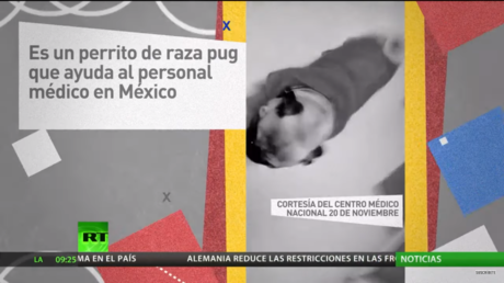 Harley: un perro que brinda alegría a los pacientes y médicos en un hospital de México