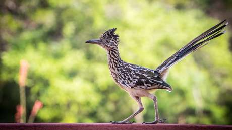 VIDEO: Así persigue un coyote a un correcaminos en la vida real (y adivinen quién sale victorioso)