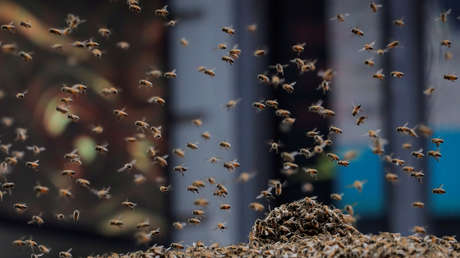 Mueren tres perros tras ser atacados por un enjambre de abejas en EE.UU.