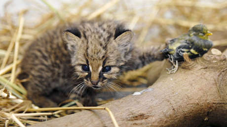 AUDIO: Captan por primera vez la voz del félido más pequeño de América