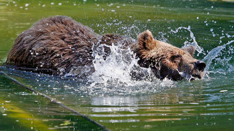 VIDEO: Un hombre ebrio ingresa al recinto de un oso e intenta ahogarle