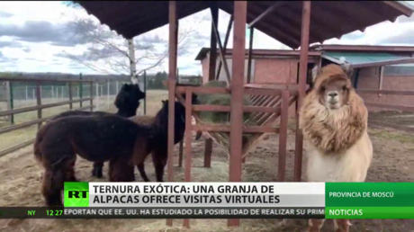 Ternura exótica: una granja de alpacas ofrece visitas virtuales