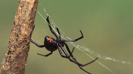 Quieren convertirse en Spider-Man y hacen que les pique una viuda negra