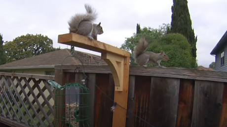 VIDEO: Exingeniero de la NASA construye un circuito de obstáculos para que las ardillas no le roben las nueces