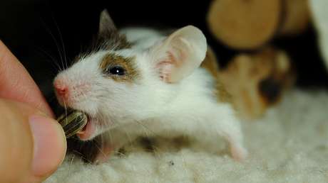 Prueban con éxito en animales una vacuna de ADN contra el coronavirus