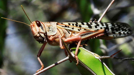 VIDEO: Una "peligrosa" plaga de langostas invade el norte de la India