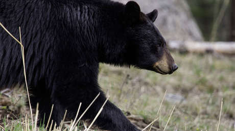 VIDEO: Captan a un oso que abre la puerta de un Mercedes-Benz como si fuera suyo