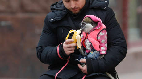 VIDEO: Un mono intenta robar la mascarilla de un pasajero en el metro de Moscú
