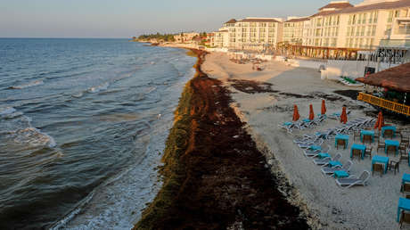 México, preparado para combatir el sargazo en las playas del Caribe tras la cuarentena por el coronavirus
