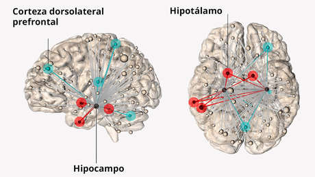 Científicos localizan dónde radica el estrés en el cerebro humano