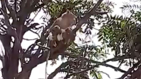 India: Monos atacan al técnico de un laboratorio y huyen con muestras de pacientes que podrían tener covid-19 (VIDEO)