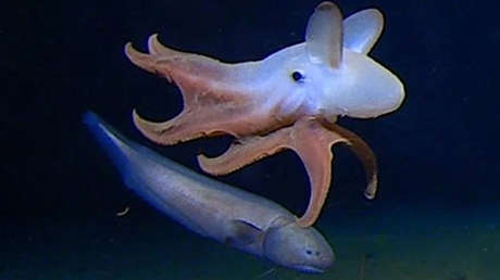 FOTOS: El 'pulpo Dumbo', primer cefalópodo observado a 7 kilómetros de profundidad