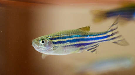 Descubren que los peces también se desesperan y podrían servir para probar antidepresivos