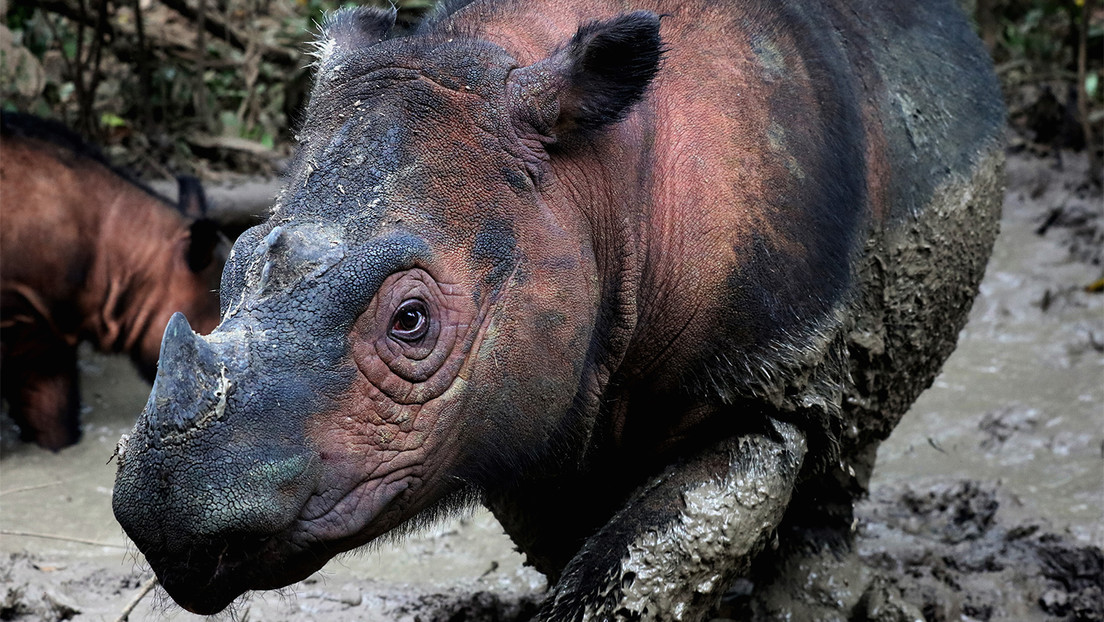 La sexta extinción masiva ya está en marcha