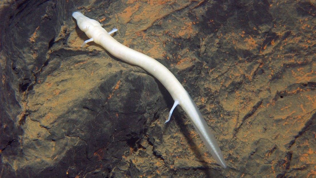 VIDEO: Exhiben tres 'crías de dragón' en una cueva de Eslovenia