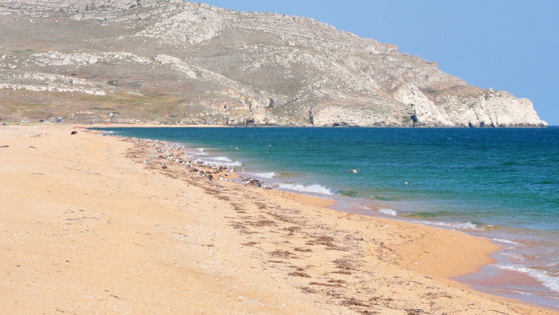 Un perro 'se hace amigo' de un delfín que se acerca a la orilla en Crimea (VIDEO)