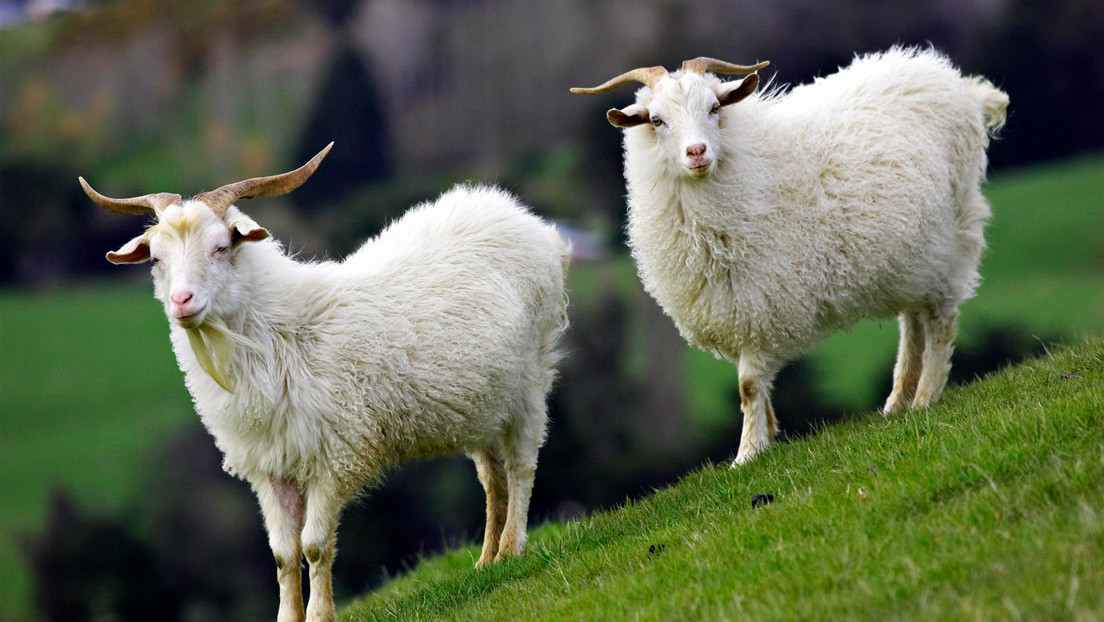 Científicos obtienen cabras genéticamente modificadas cuya leche incluye un fármaco que combate el cáncer