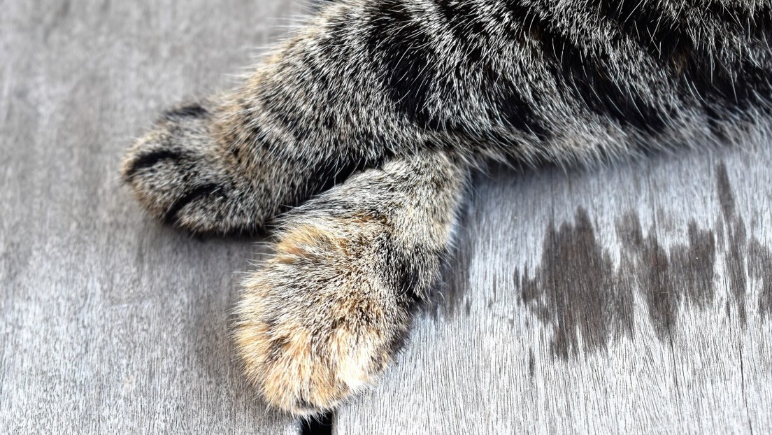 VIDEO: Un astuto mapache roba comida a dos gatitos colando sus patas a través de un suelo de madera