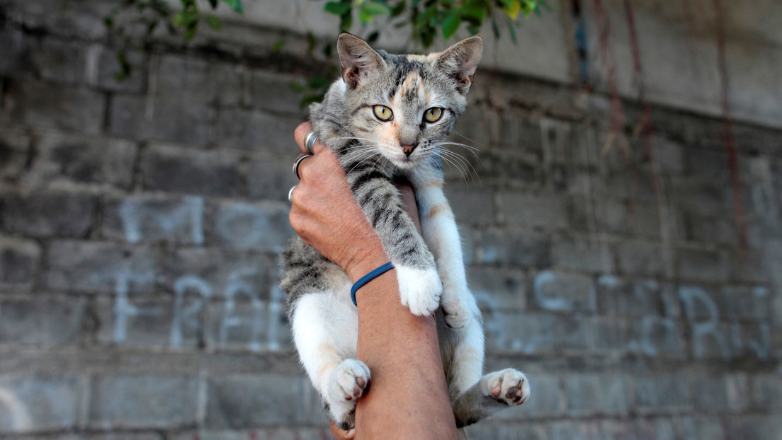 La Policía japonesa condecora a una gata por ayudar a rescatar a un anciano