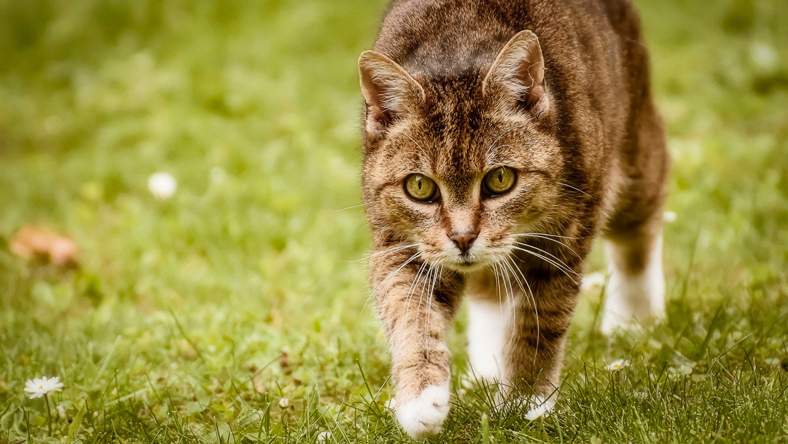 Un gato muerde a su dueña y muere por un extraño virus hallado en un murciélago