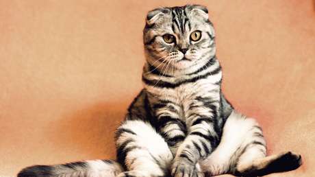 Determinan qué mascotas pueden contagiarse con el coronavirus