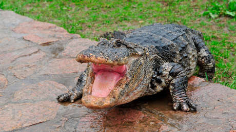 VIDEO: Escucha golpes en la puerta de su casa y se encuentra con una lucha entre dos caimanes