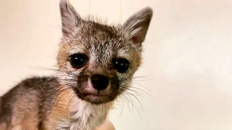 Una cría de zorro huérfana sigue al perro de una familia en busca de ayuda al confundirlo con su madre (VIDEO)