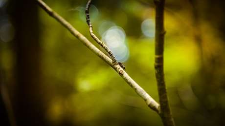 FOTO: Rompe una ramita y ejemplifica una leyenda indígena sobre el orden del mundo