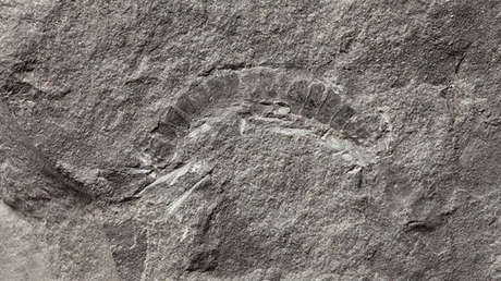 Este animal podría ser la primera especie que habitó sobre la tierra