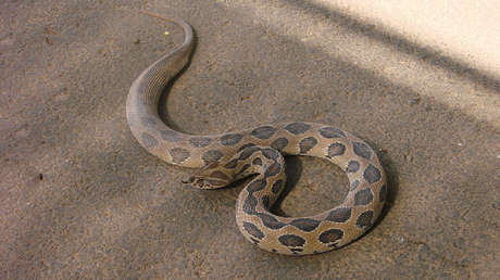 VIDEO: Batalla a vida o muerte entre una cría de víbora y un ciempiés