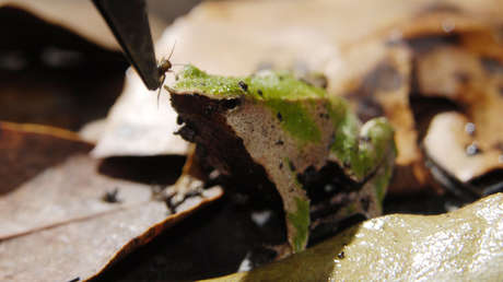FOTO: Encuentran en Argentina un fósil de una especie desconocida de rana de hace 2 millones de años