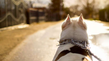Un policía mata a tiros a un perro en España, la dueña lo denuncia y una semana después detiene al hijo