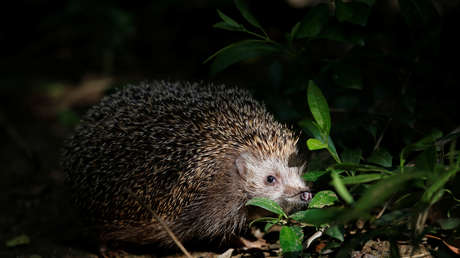 Un zorro y un erizo comparten cena en el jardín de una casa privada (VIDEO)