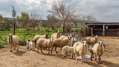 El Ejército británico causa la muerte en Chipre de miles de animales de granja por disparos y vuelos bajos
