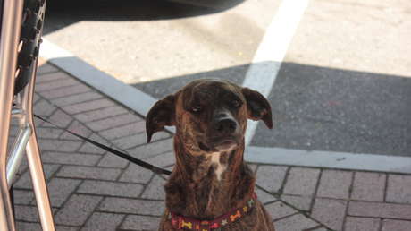 Publica una foto de su perro sentado como un humano y enamora a la Red