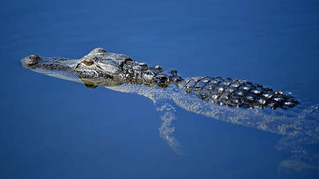 VIDEO: Una familia de Florida encuentra un pequeño aligátor nadando en su piscina