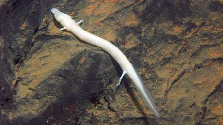 VIDEO: Exhiben tres 'crías de dragón' en una cueva de Eslovenia