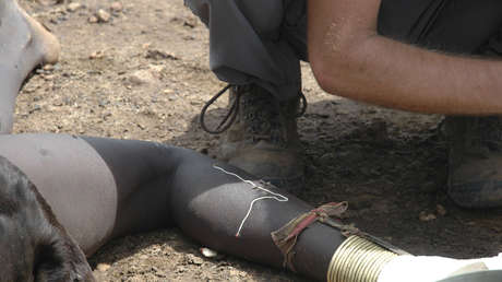 Una enfermedad parasitaria humana "al borde de la erradicación" podría haber resurgido en Vietnam