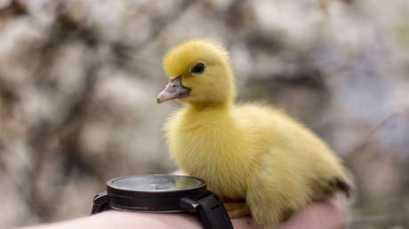 Compra huevos en un supermercado, los pone en una incubadora y logra que nazcan tres patitos (VIDEO)