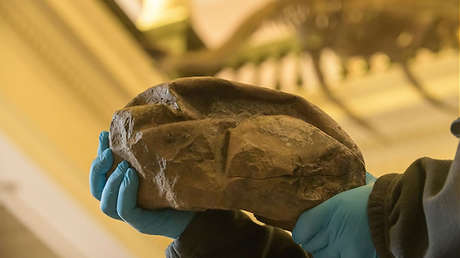 FOTOS: Descubren en la Antártida el mayor huevo de la era de los dinosaurios