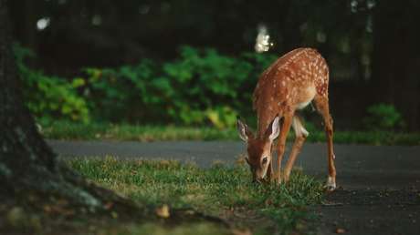 VIDEO: Va de pesca con sus amigos y salva a un pequeño ciervo de ahogarse en un río